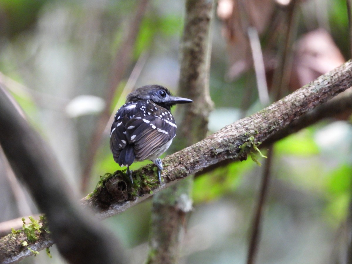 Spot-backed Antbird - ML623928991