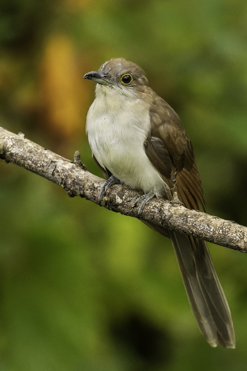 Black-billed Cuckoo - ML623929000