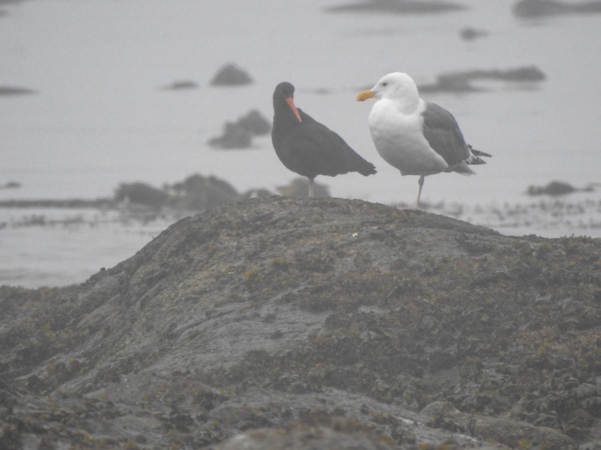 Larus sp. - ML623929041