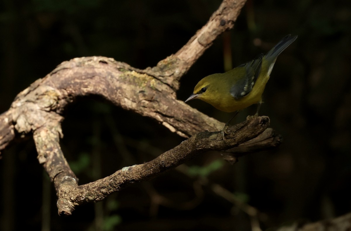 Blue-winged Warbler - ML623929044