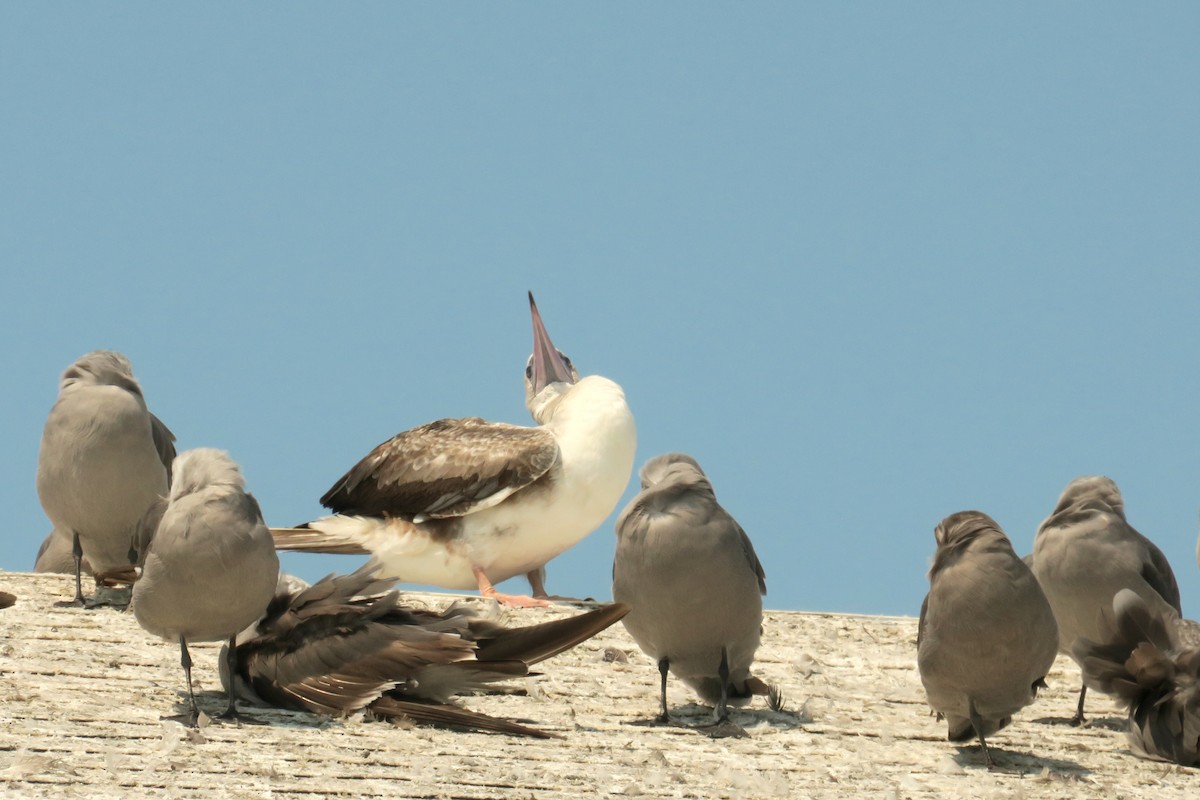 Red-footed Booby - ML623929060