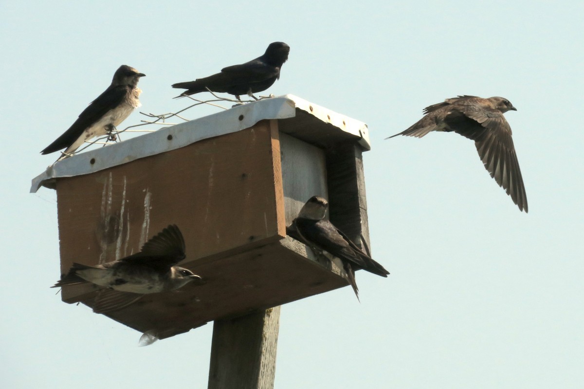 Purple Martin - ML623929088