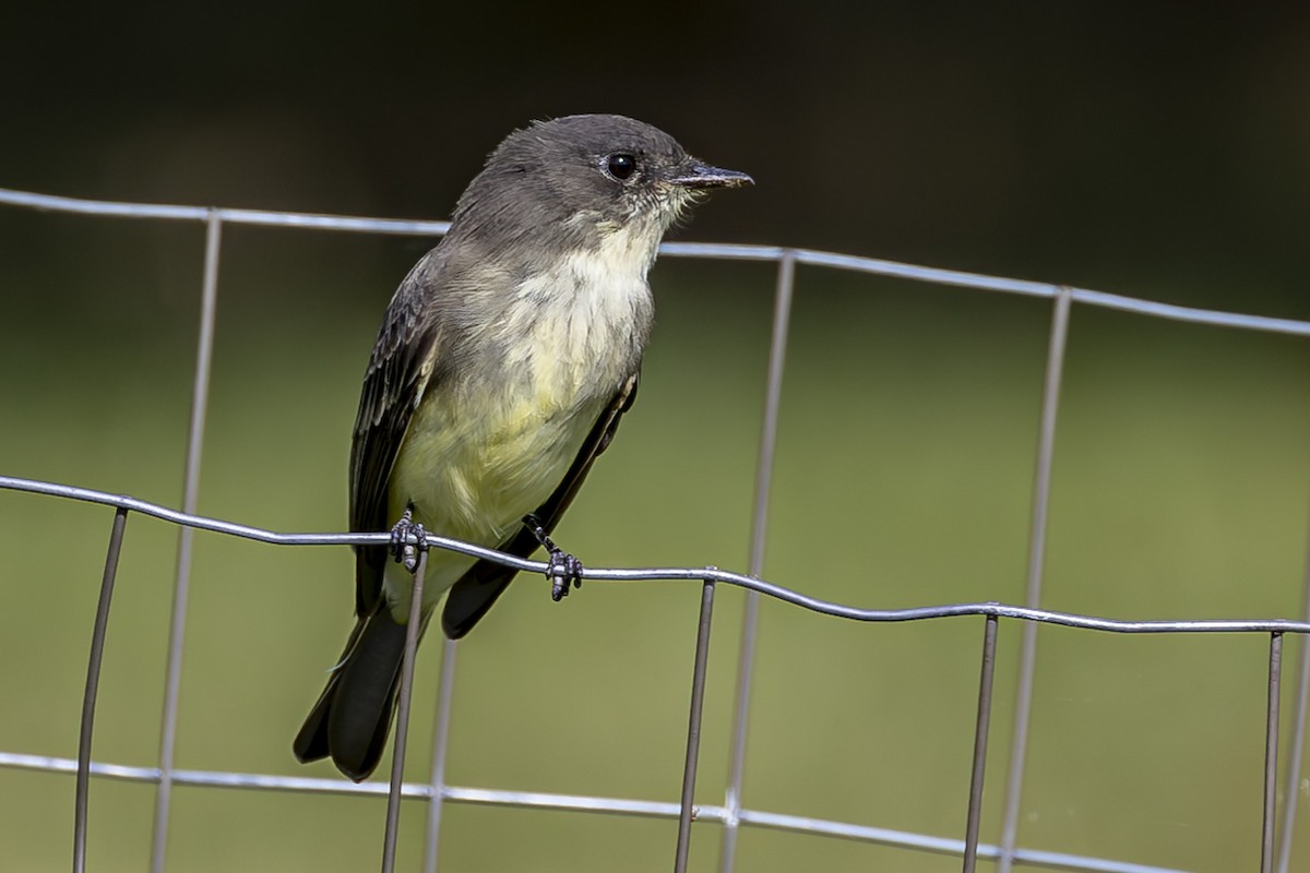 Eastern Phoebe - ML623929101