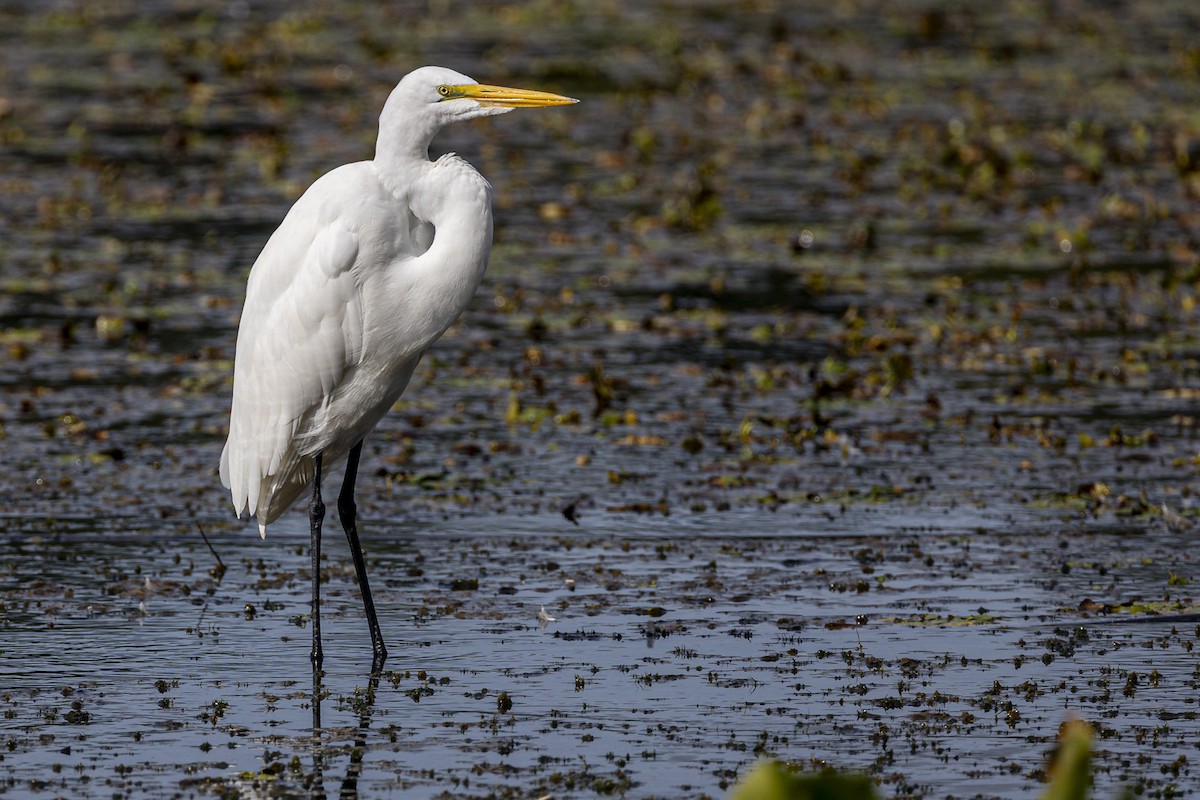 Great Egret - ML623929121