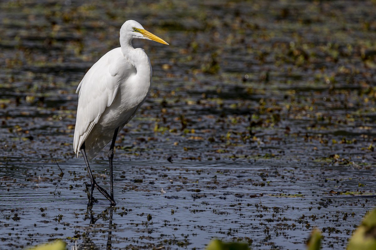 Great Egret - ML623929122