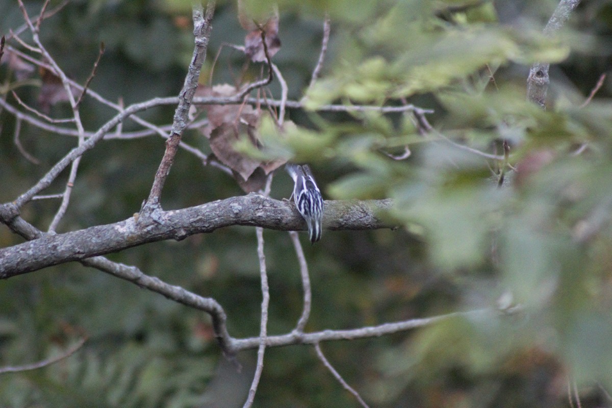 Black-and-white Warbler - David Stoler