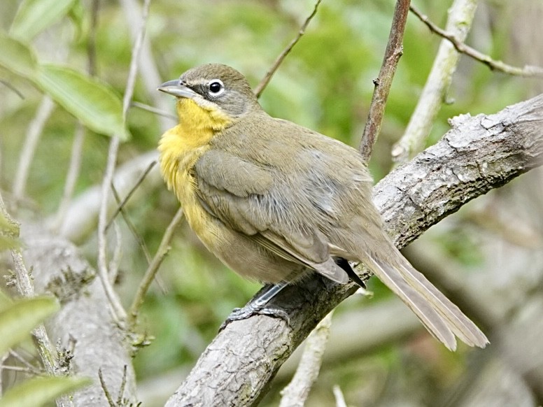 Yellow-breasted Chat - ML623929134