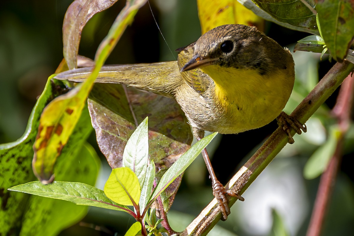 Common Yellowthroat - ML623929145