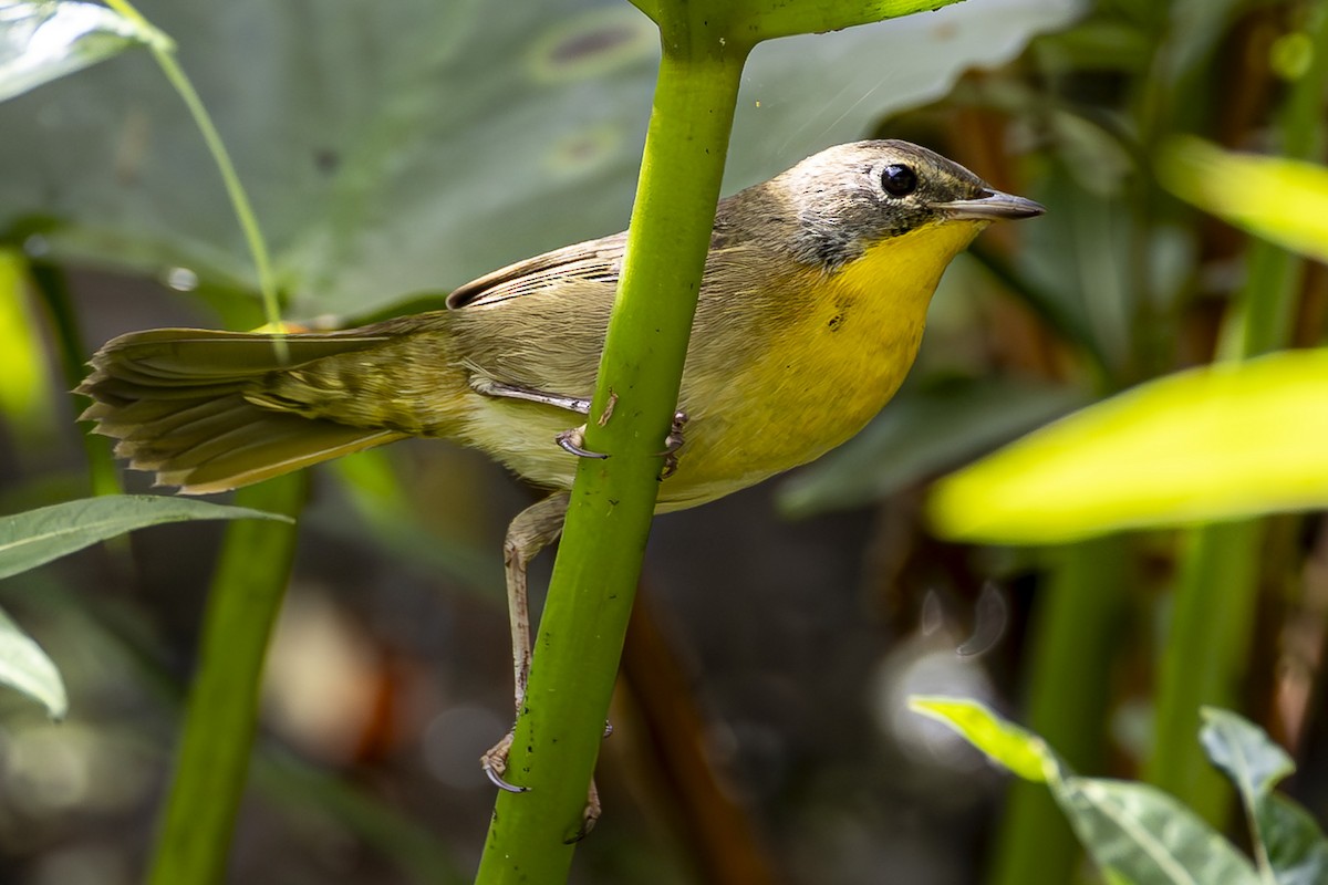 Common Yellowthroat - ML623929146