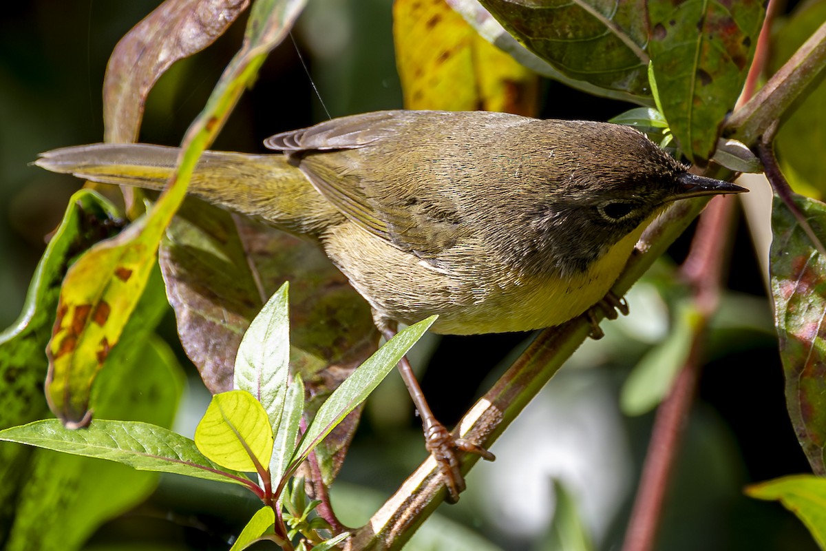 Common Yellowthroat - ML623929147