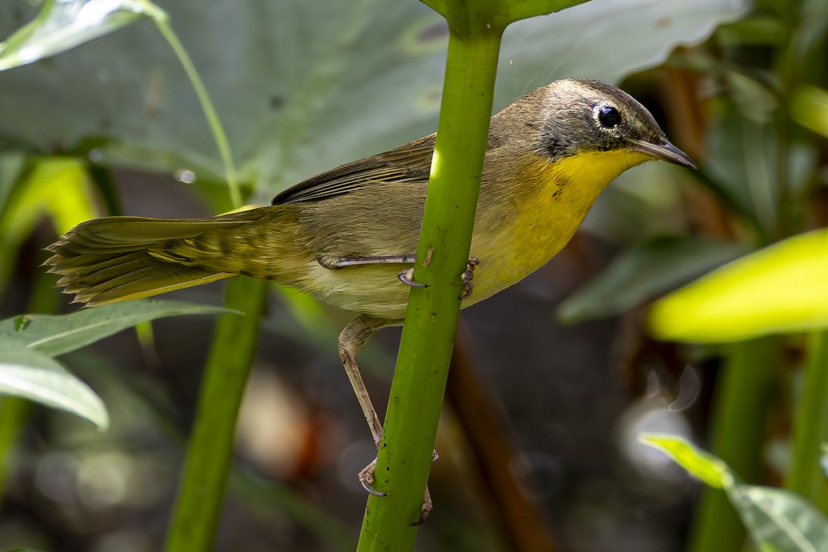 Common Yellowthroat - ML623929148