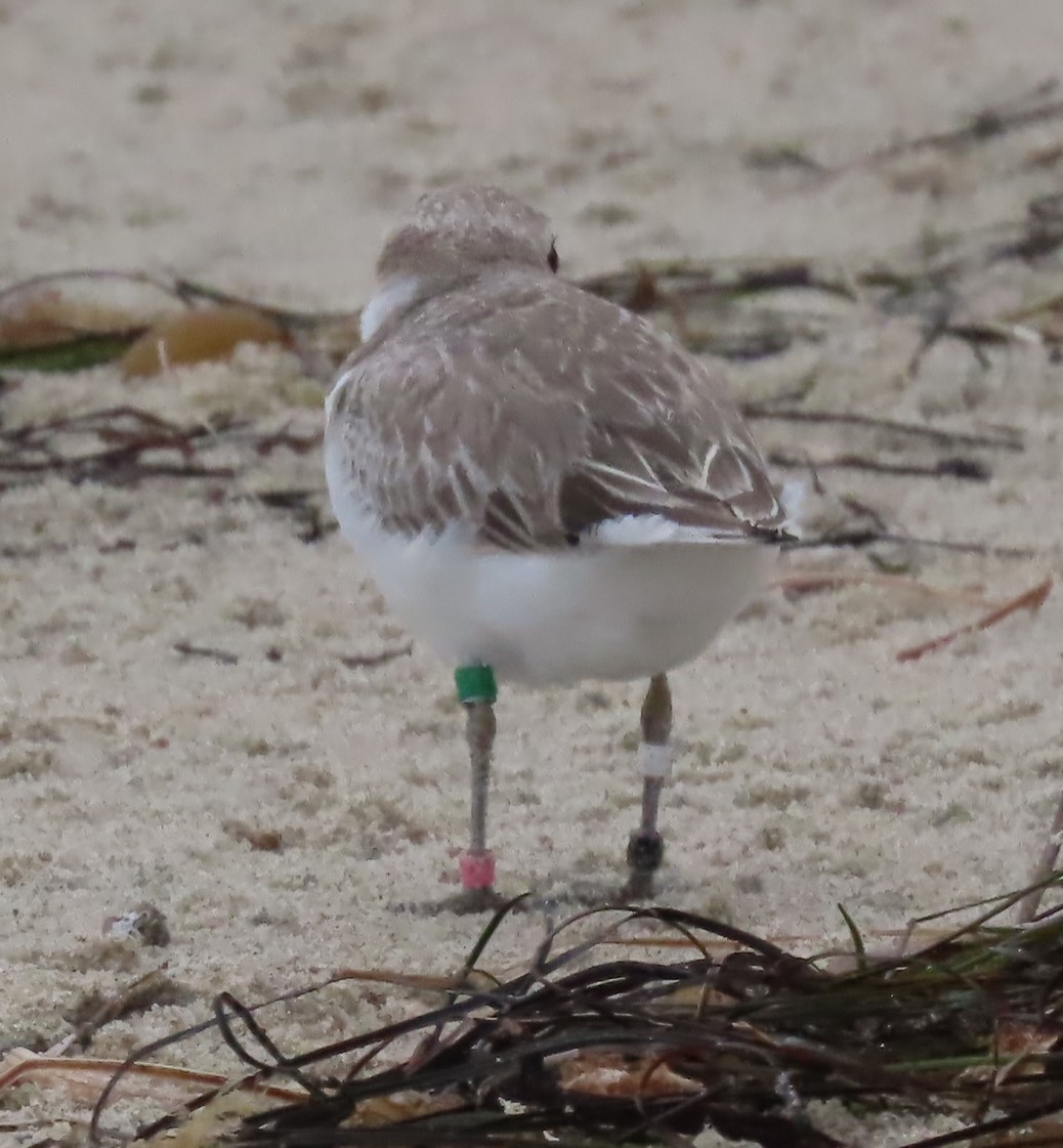 Snowy Plover - ML623929151