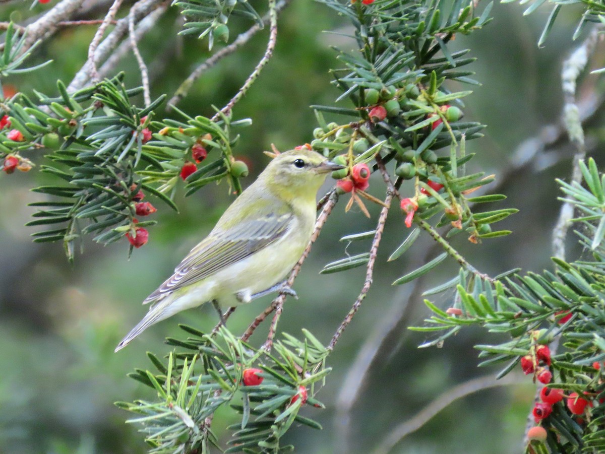 Tennessee Warbler - ML623929157