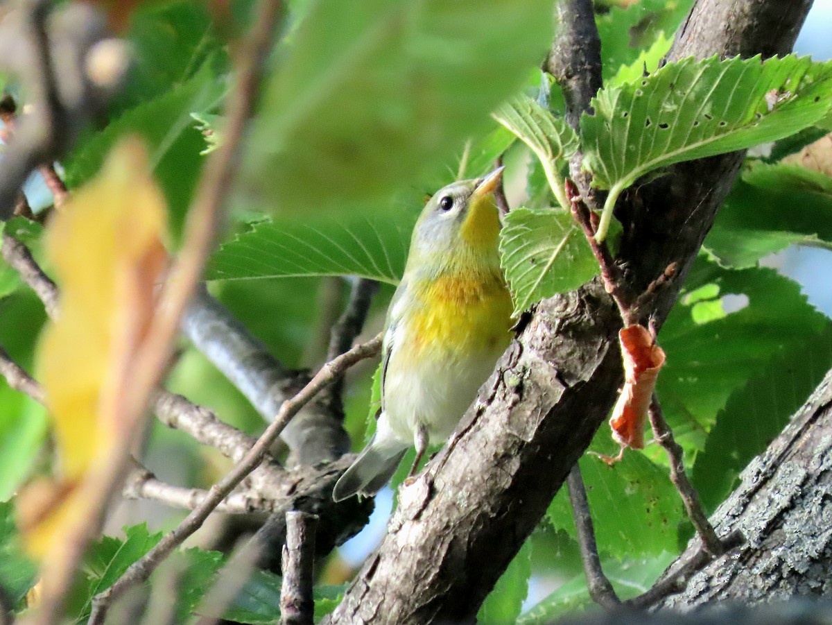 Northern Parula - ML623929175