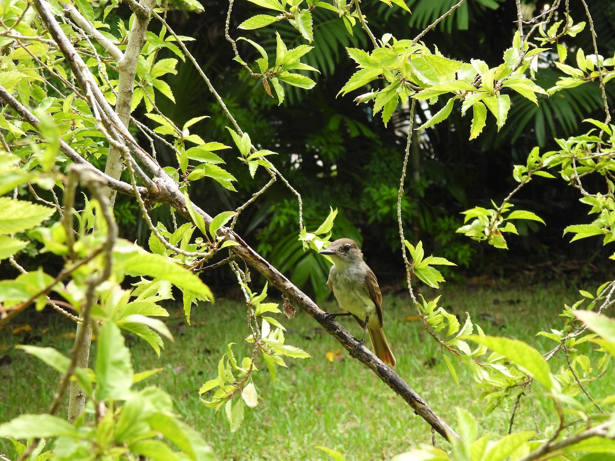 La Sagra's Flycatcher - ML623929181