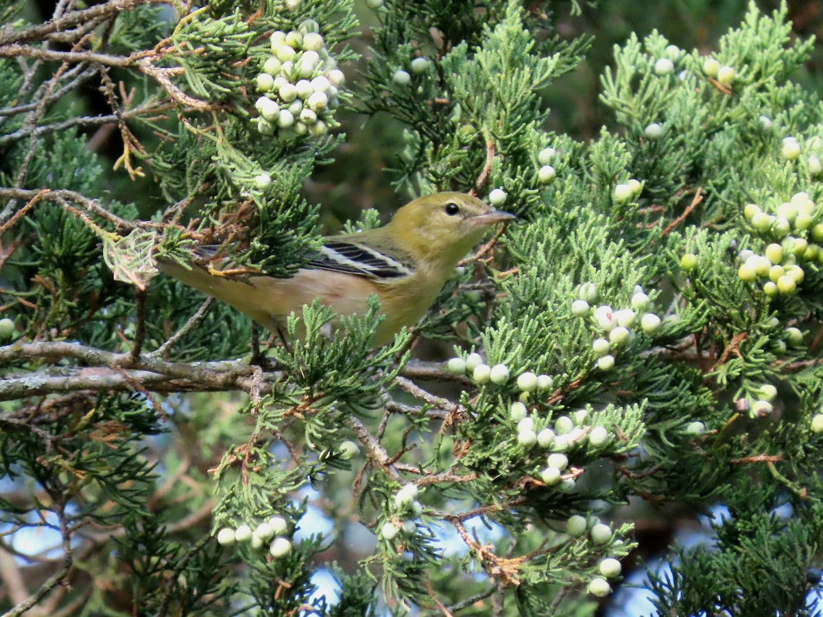 Bay-breasted Warbler - ML623929185