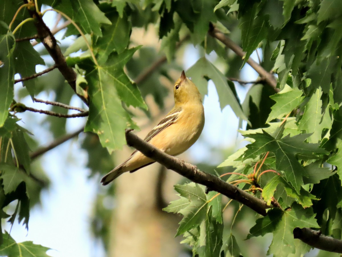Bay-breasted Warbler - ML623929186