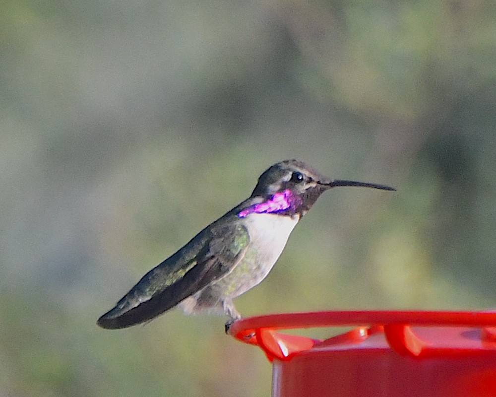 Costa's Hummingbird - Ted Wolff