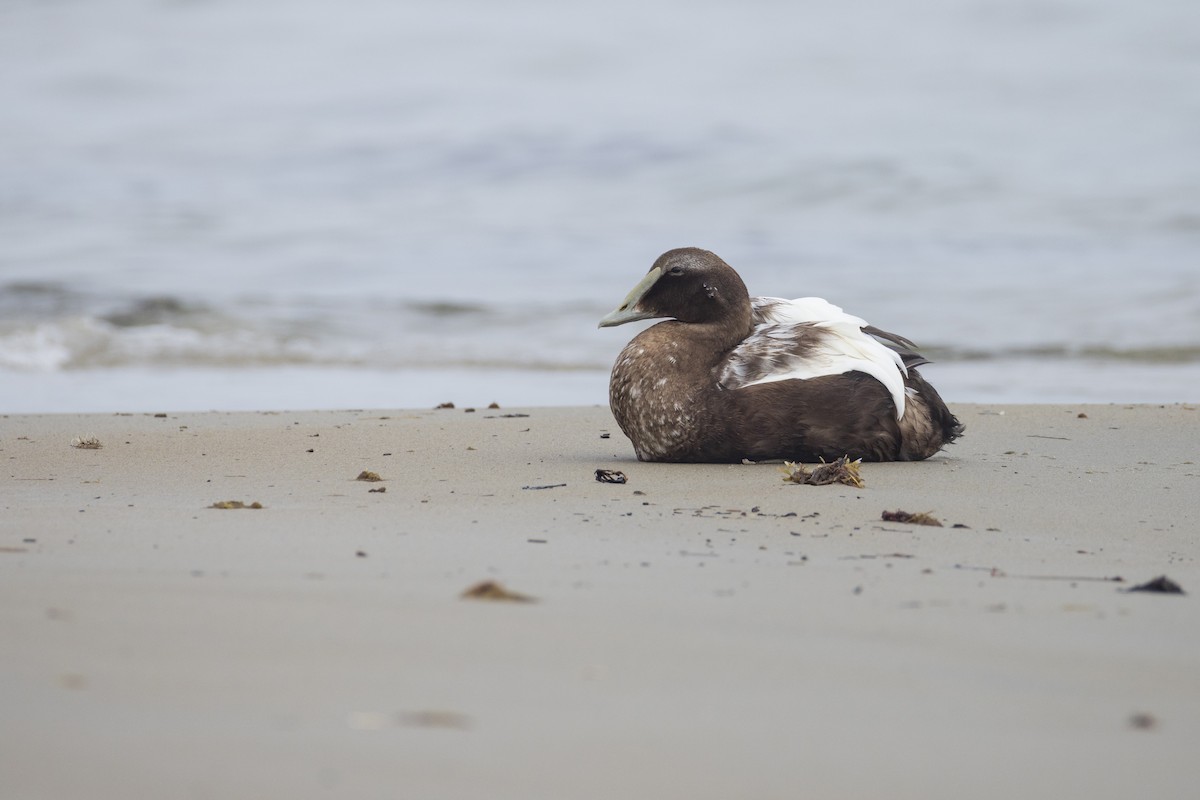 Common Eider - Harris Stein