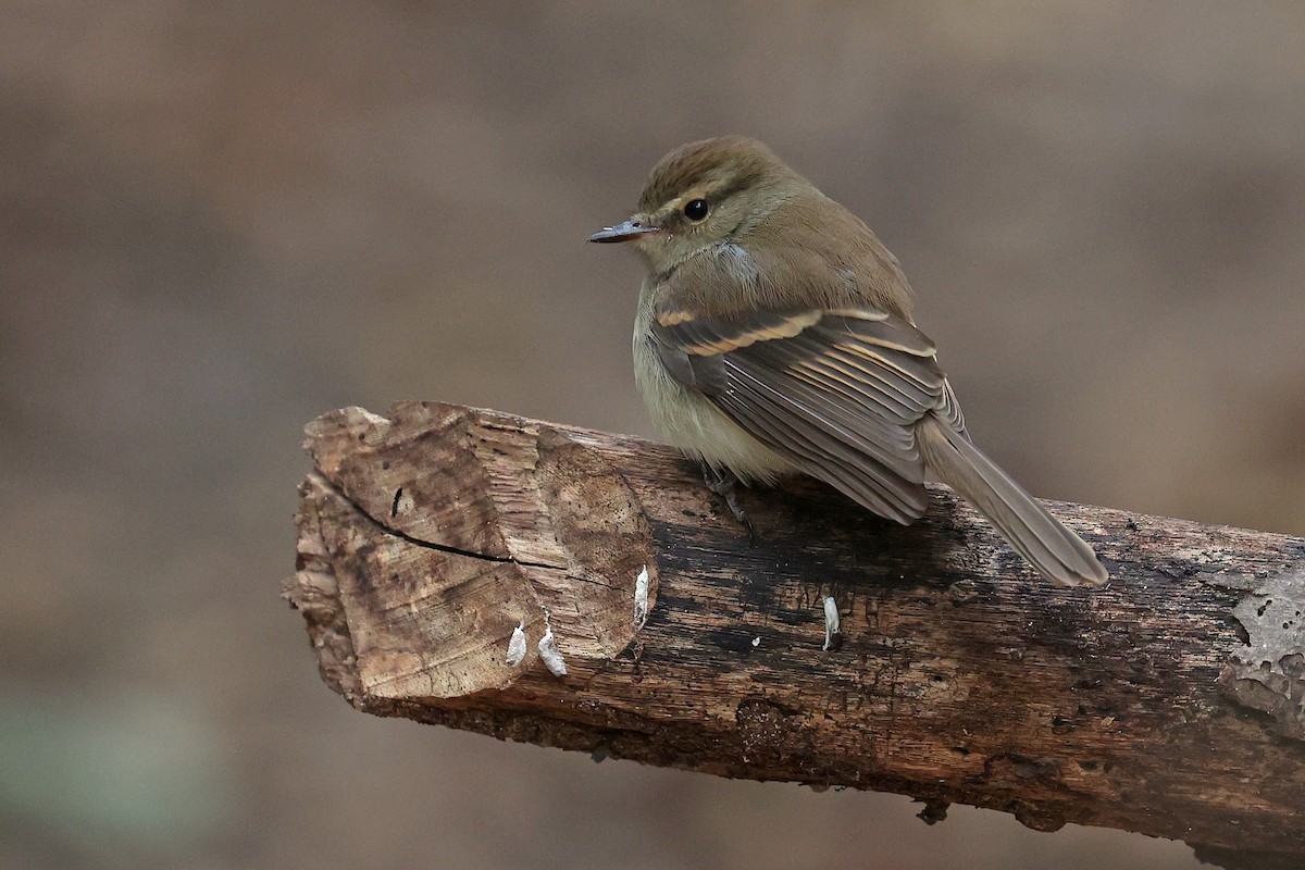 Fuscous Flycatcher - ML623929244