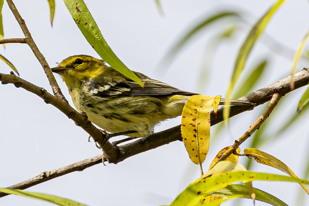 Black-throated Green Warbler - ML623929245