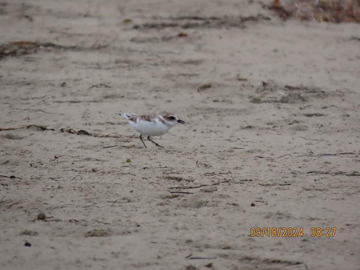 Snowy Plover - ML623929251