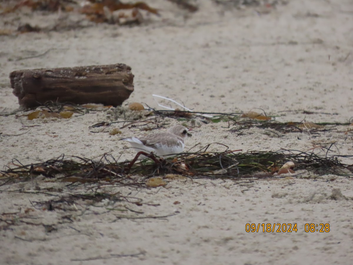 Snowy Plover - ML623929253