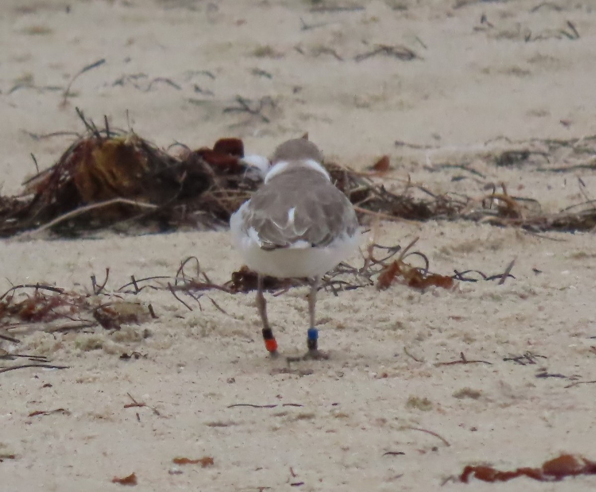 Snowy Plover - ML623929275