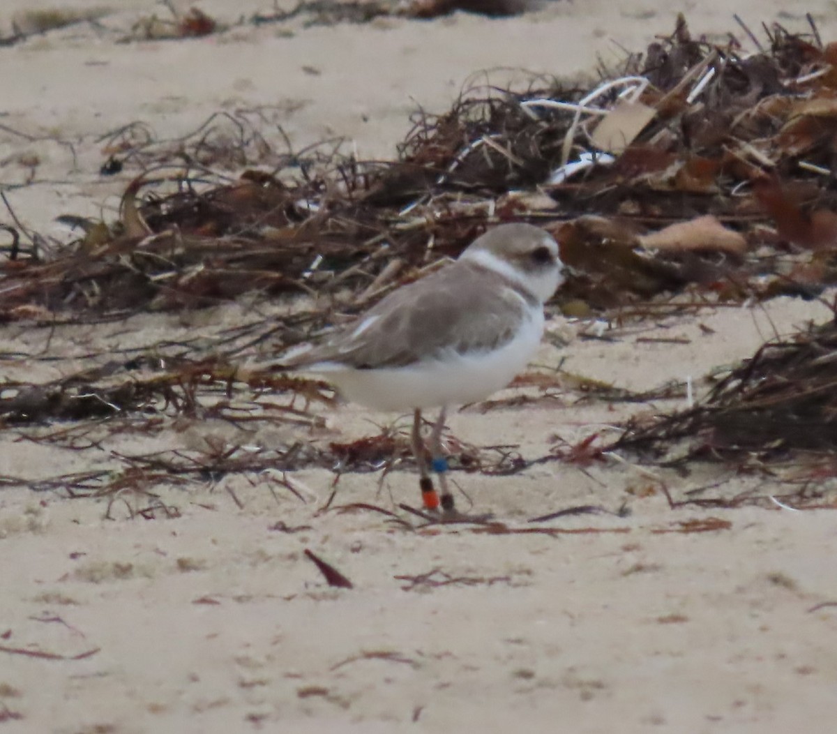 Snowy Plover - ML623929276