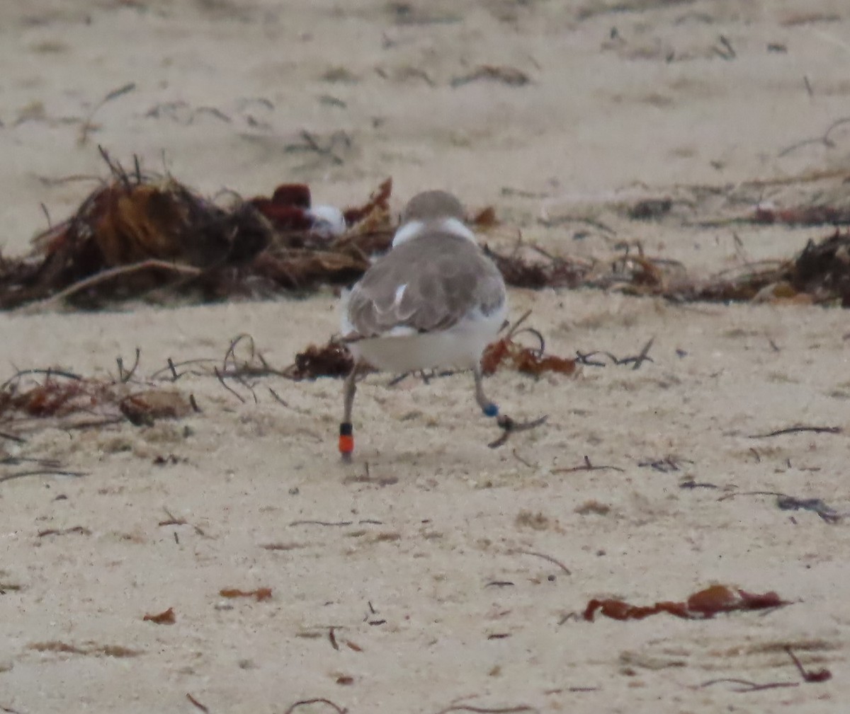 Snowy Plover - ML623929277