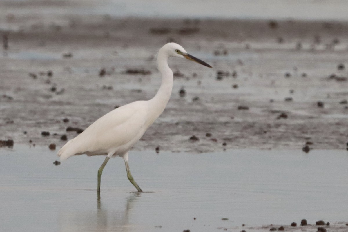 Chinese Egret - ML623929284