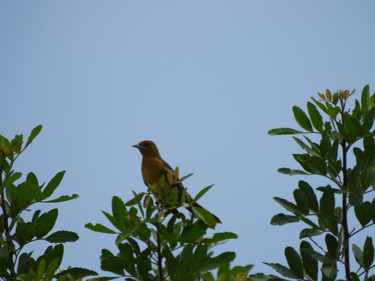 Baltimore Oriole - ML623929287