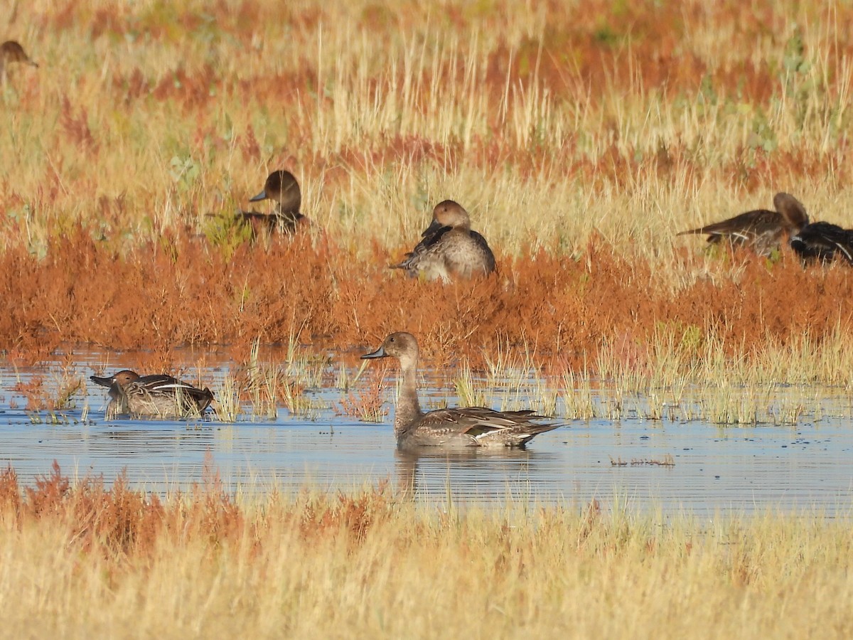 Northern Pintail - ML623929299