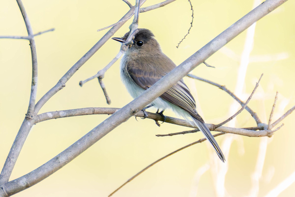 Eastern Phoebe - ML623929309