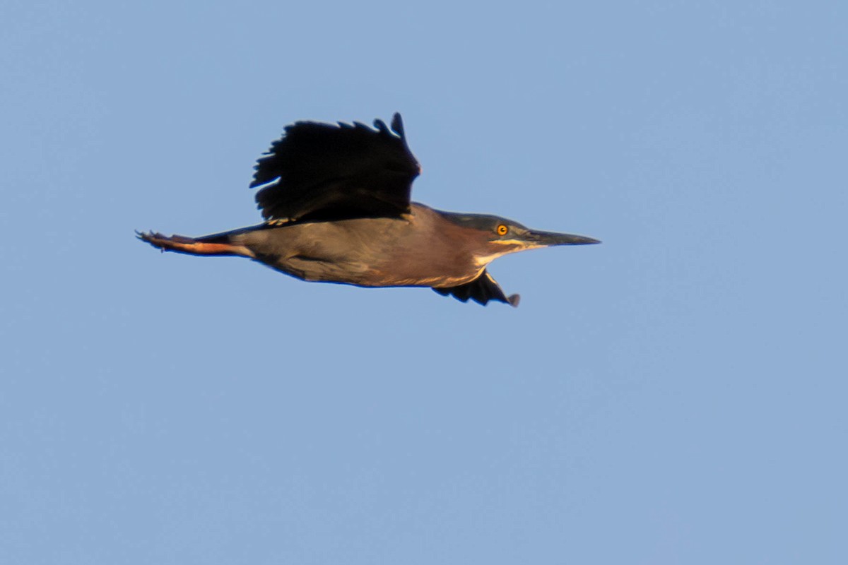 Green Heron - James Davis