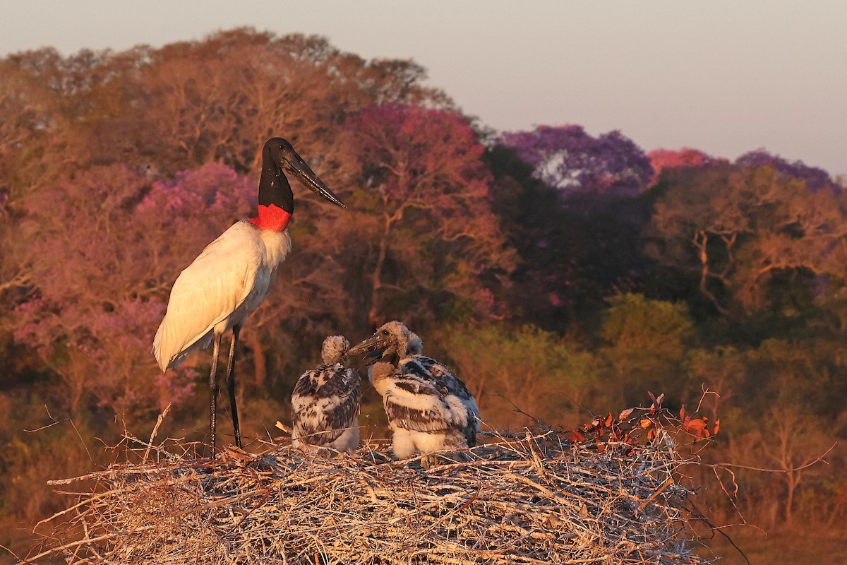 Jabiru - ML623929321