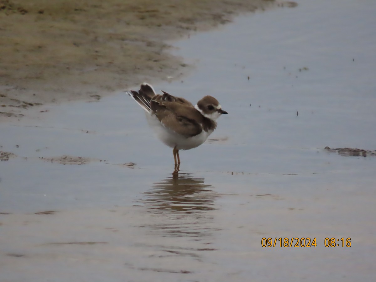 Semipalmated Plover - ML623929366