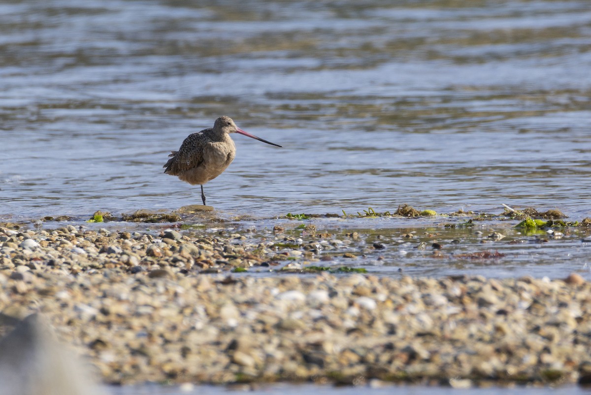 Marbled Godwit - Harris Stein