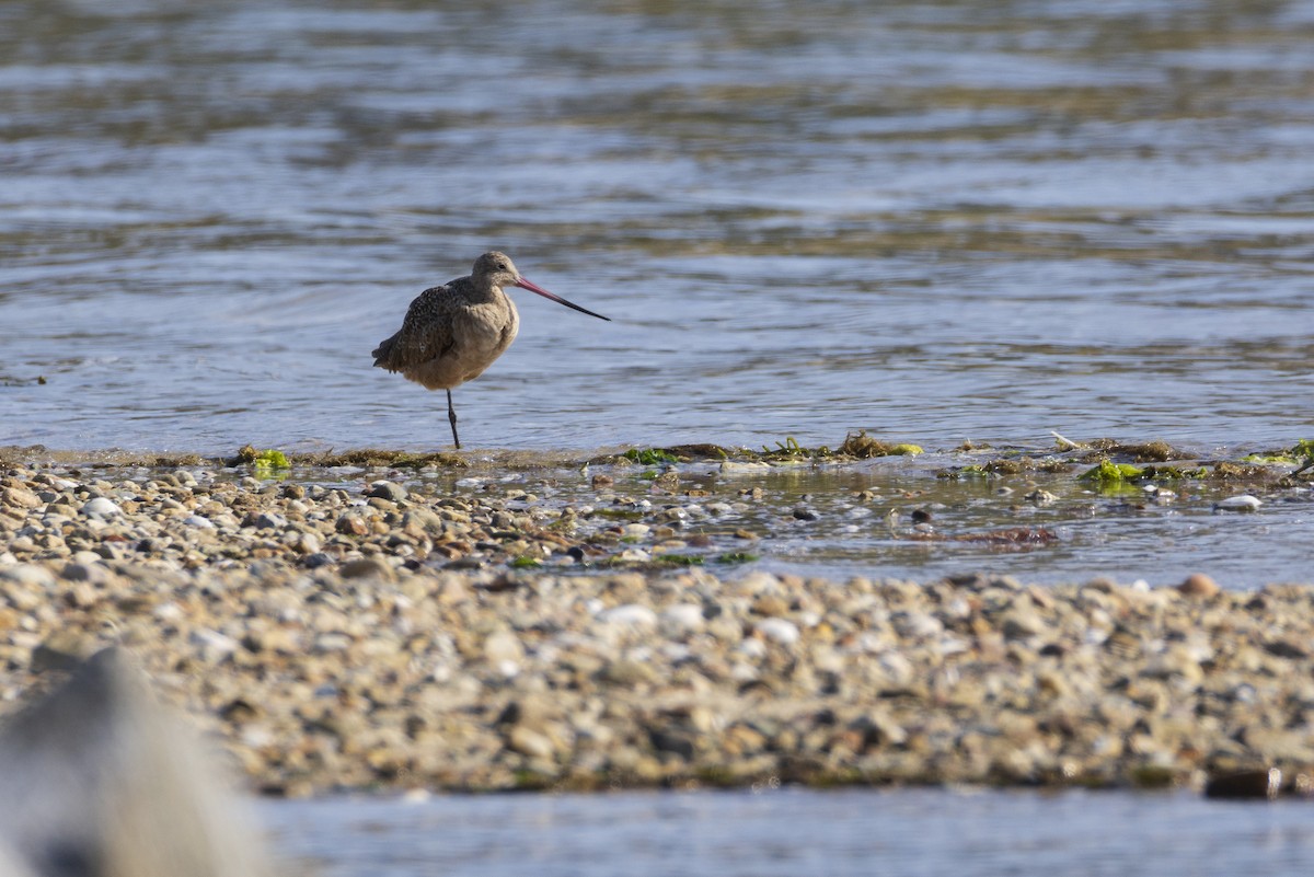 Marbled Godwit - Harris Stein