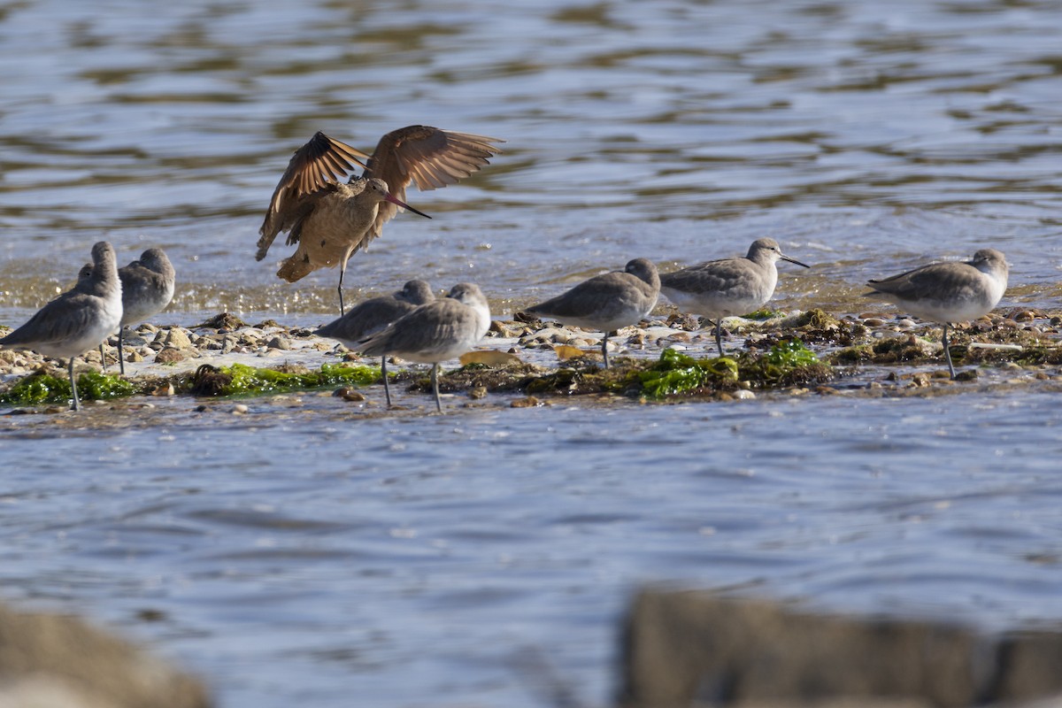 Marbled Godwit - ML623929399