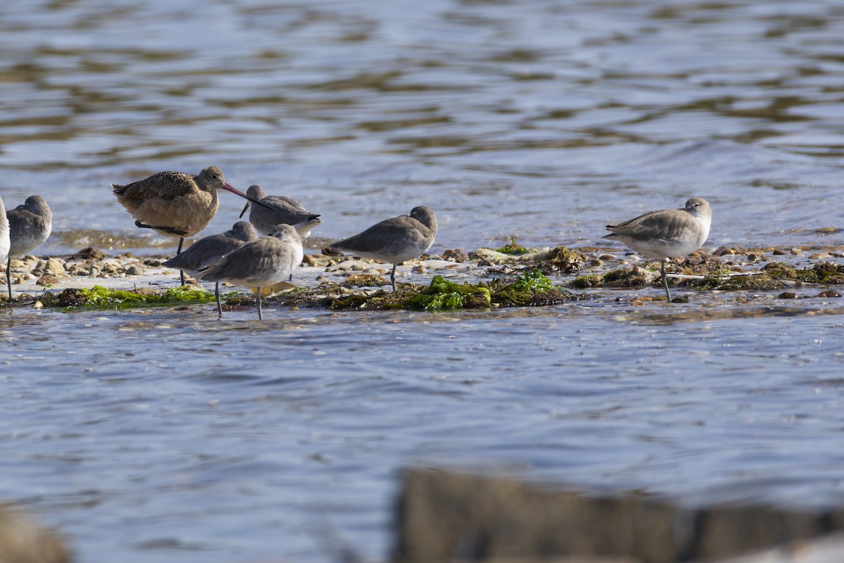 Marbled Godwit - ML623929400