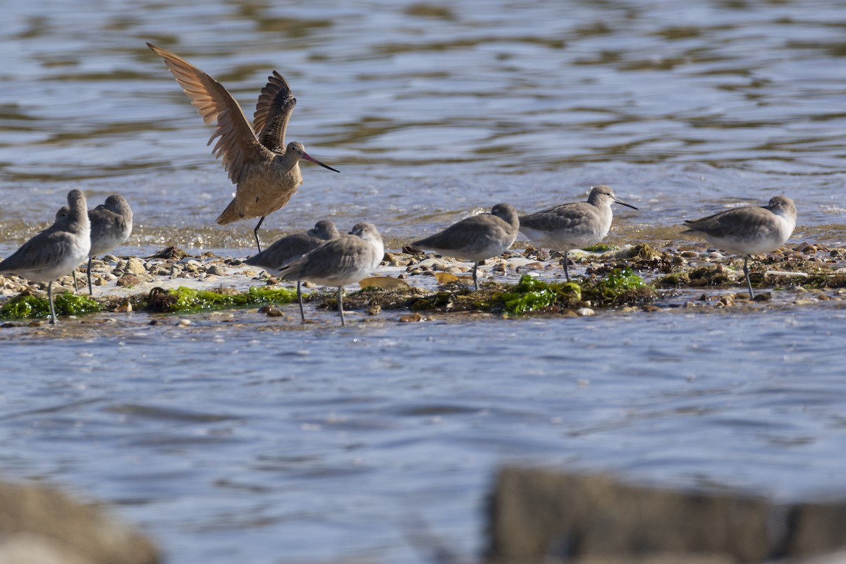 Marbled Godwit - ML623929401