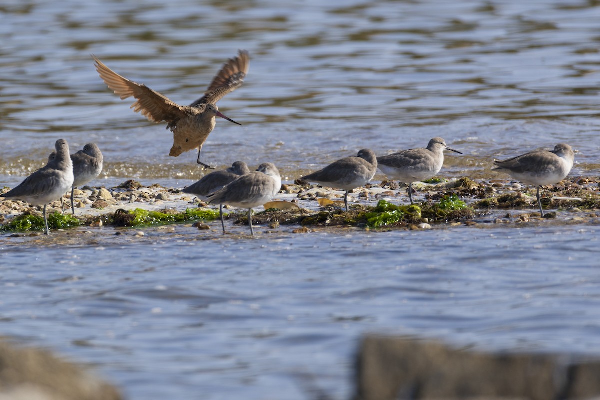 Marbled Godwit - ML623929402