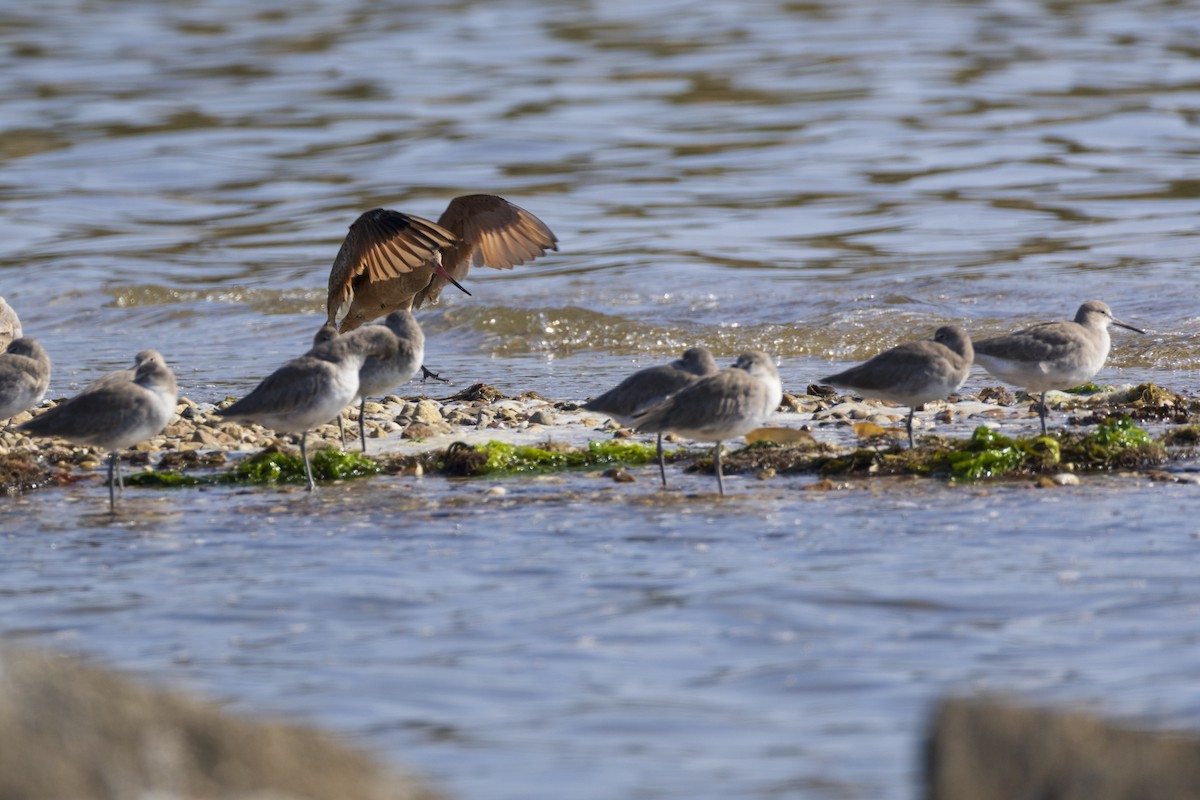 Marbled Godwit - ML623929403