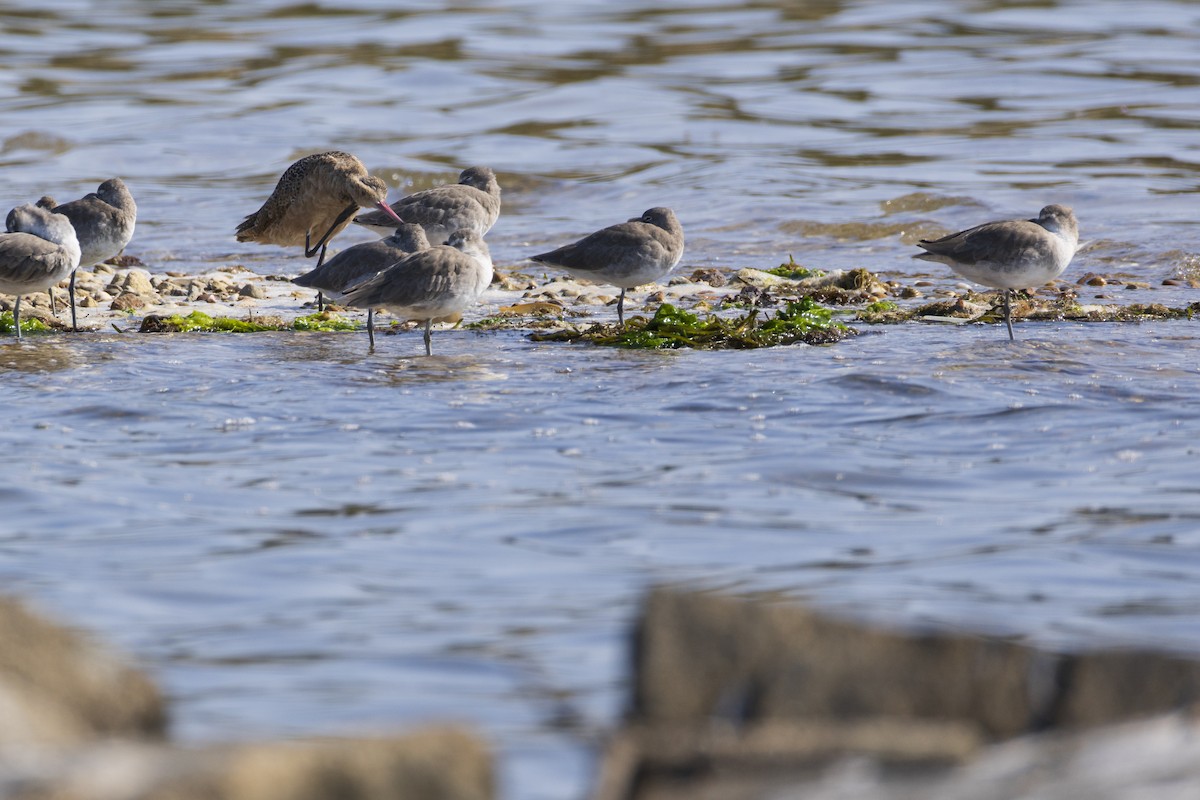 Marbled Godwit - ML623929404