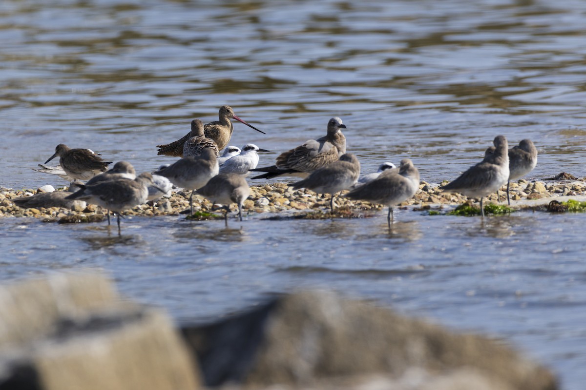 Marbled Godwit - ML623929405