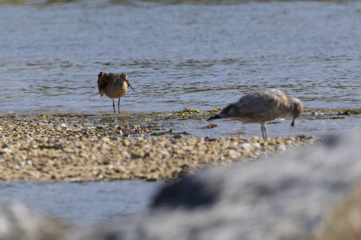 Marbled Godwit - Harris Stein