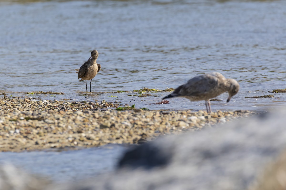 Marbled Godwit - ML623929407