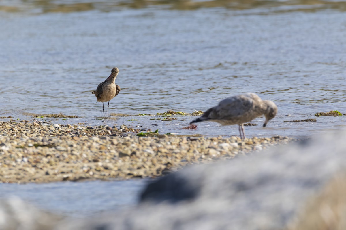 Marbled Godwit - Harris Stein