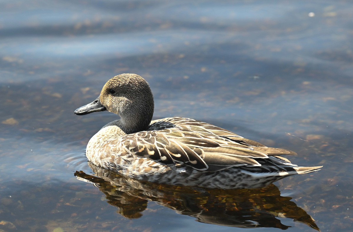 Northern Pintail - Kathy Marche